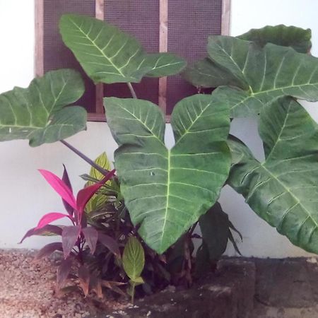 Jambiani Home Stay 外观 照片