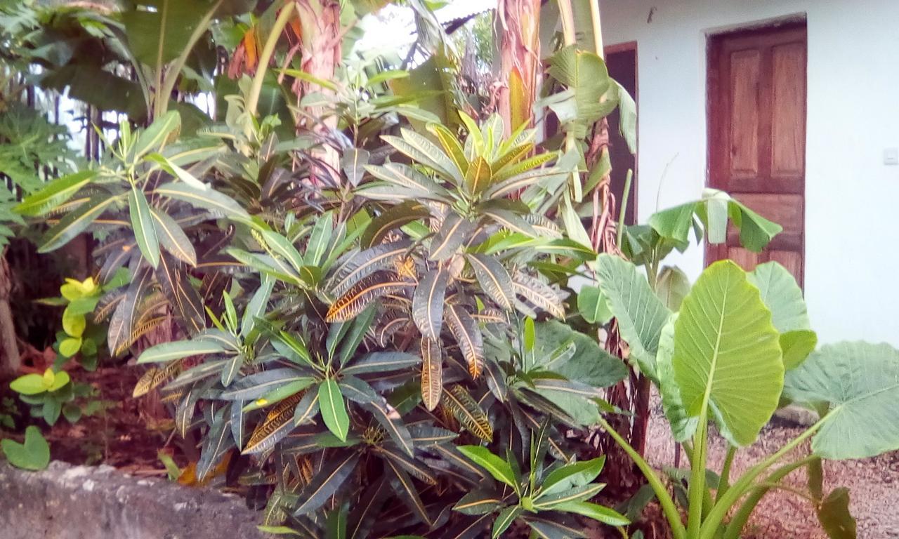 Jambiani Home Stay 外观 照片